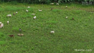 江南农家生态湿地放养山羊